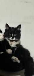 Lost Male Cat last seen Off of Main Street in fitchburg, Fitchburg, MA 01420