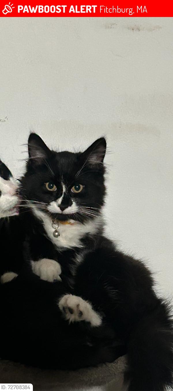 Lost Male Cat last seen Off of Main Street in fitchburg, Fitchburg, MA 01420
