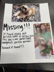 Lost Female Dog last seen Rosewood and webbervile, Austin, TX 78702