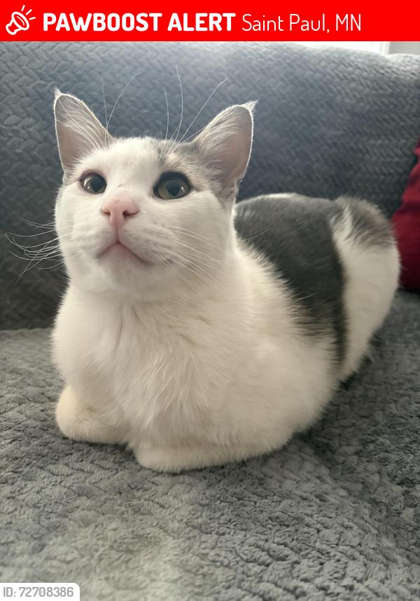 Lost Male Cat last seen Humbolt High School & Robert Street, Saint Paul, MN 55107