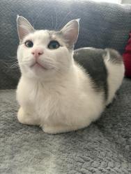 Lost Male Cat last seen Humbolt High School & Robert Street, Saint Paul, MN 55107