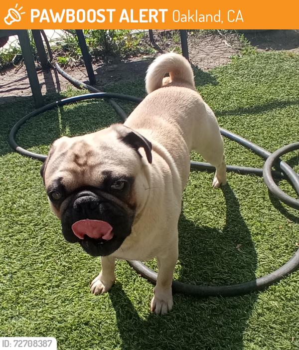 Found/Stray Unknown Dog last seen Bancroft Ave., Oakland, CA 94612