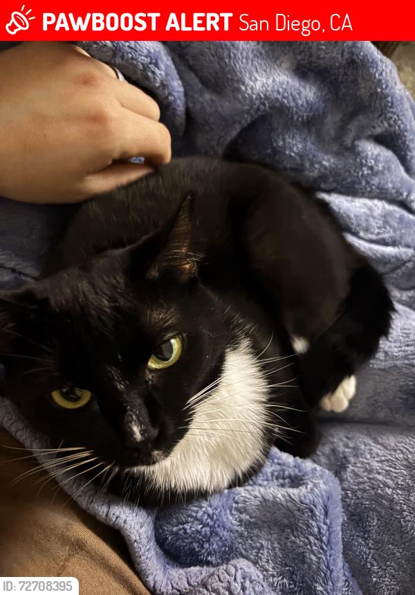 Lost Female Cat last seen The nearest intersection would be where pomerado road and scripps ranch blvd meet, we live on pomerado terrace, San Diego, CA 92131