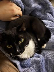 Lost Female Cat last seen The nearest intersection would be where pomerado road and scripps ranch blvd meet, we live on pomerado terrace, San Diego, CA 92131
