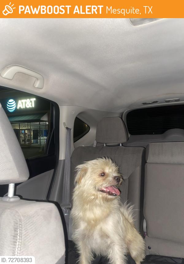 Found/Stray Male Dog last seen Edgemont park by lake June in Mesquite , Mesquite, TX 75149