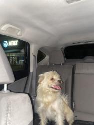 Found/Stray Male Dog last seen Edgemont park by lake June in Mesquite , Mesquite, TX 75149
