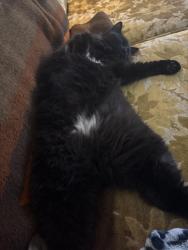 Lost Male Cat last seen Granger five mile, Boise, ID 83714