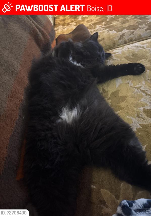 Lost Male Cat last seen Granger five mile, Boise, ID 83714