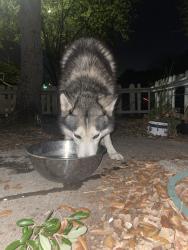 Found/Stray Male Dog last seen Riggan st, Corpus Christi, TX 78404