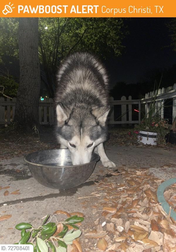 Found/Stray Male Dog last seen Riggan st, Corpus Christi, TX 78404