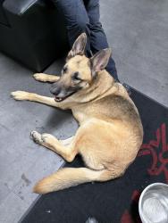 Found/Stray Male Dog last seen Seminary / Holway , Oakland, CA 94621
