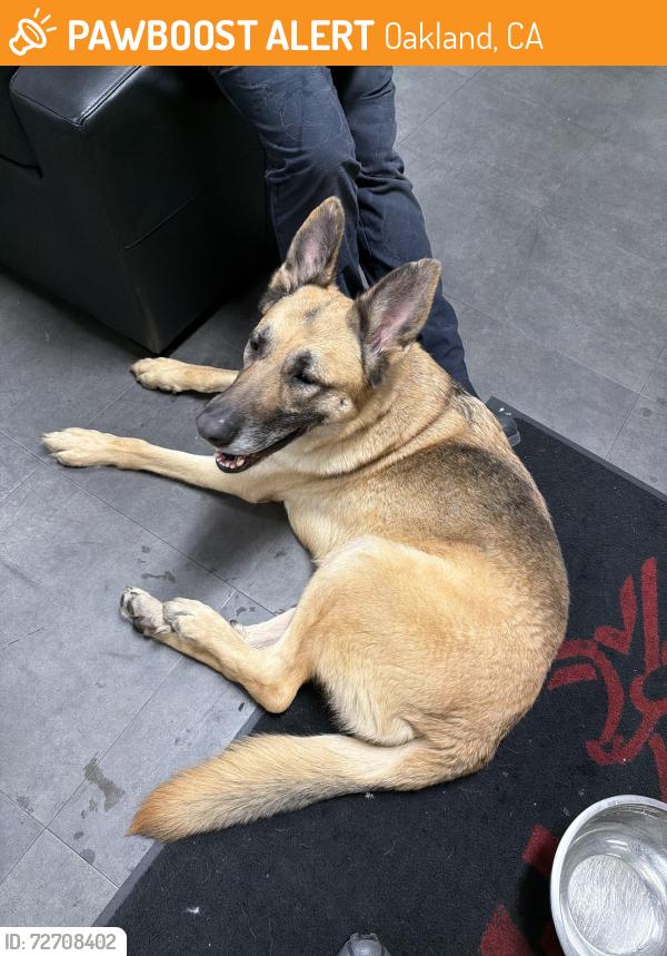 Found/Stray Male Dog last seen Seminary / Holway , Oakland, CA 94621