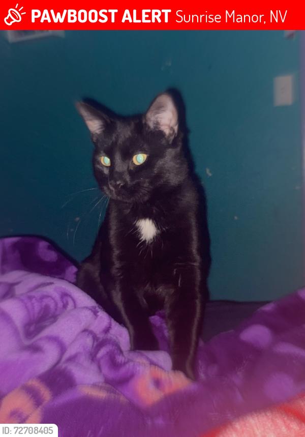 Lost Male Cat last seen Albertsons , Sunrise Manor, NV 89156