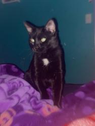 Lost Male Cat last seen Albertsons , Sunrise Manor, NV 89156