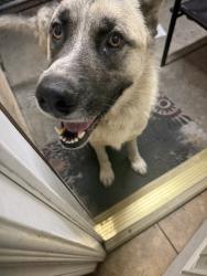 Found/Stray Male Dog last seen Adams and normandie, Los Angeles, CA 90007