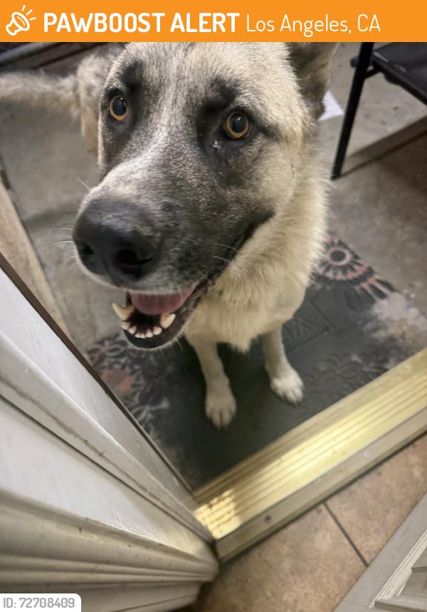 Found/Stray Male Dog last seen Adams and normandie, Los Angeles, CA 90007