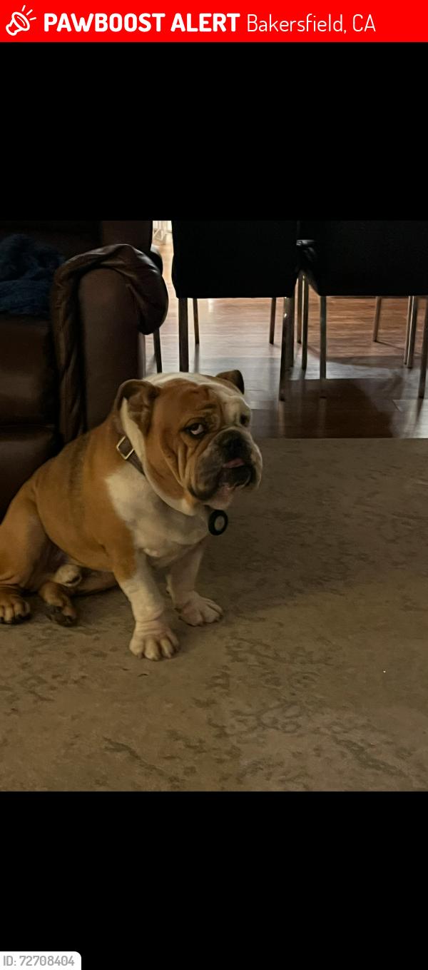 Lost Male Dog last seen Stockdale and coffee rd (Stocdkale Estates), Bakersfield, CA 93309
