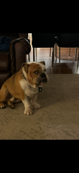 Lost Male Dog last seen Stockdale and coffee rd (Stocdkale Estates), Bakersfield, CA 93309
