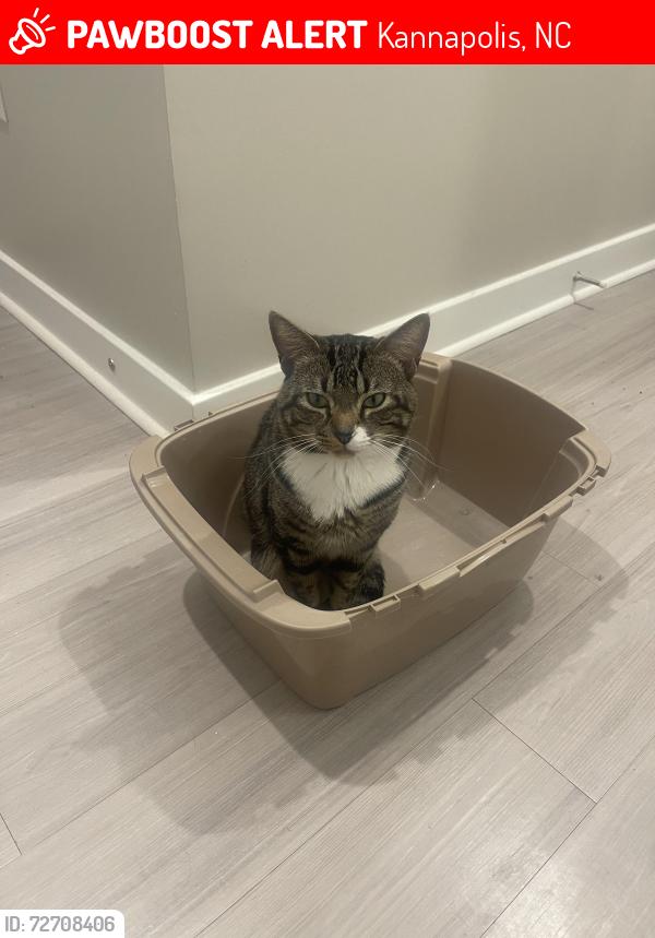 Lost Male Cat last seen 9th street kannapolis, Kannapolis, NC 28081