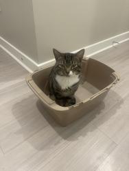 Lost Male Cat last seen 9th street kannapolis, Kannapolis, NC 28081
