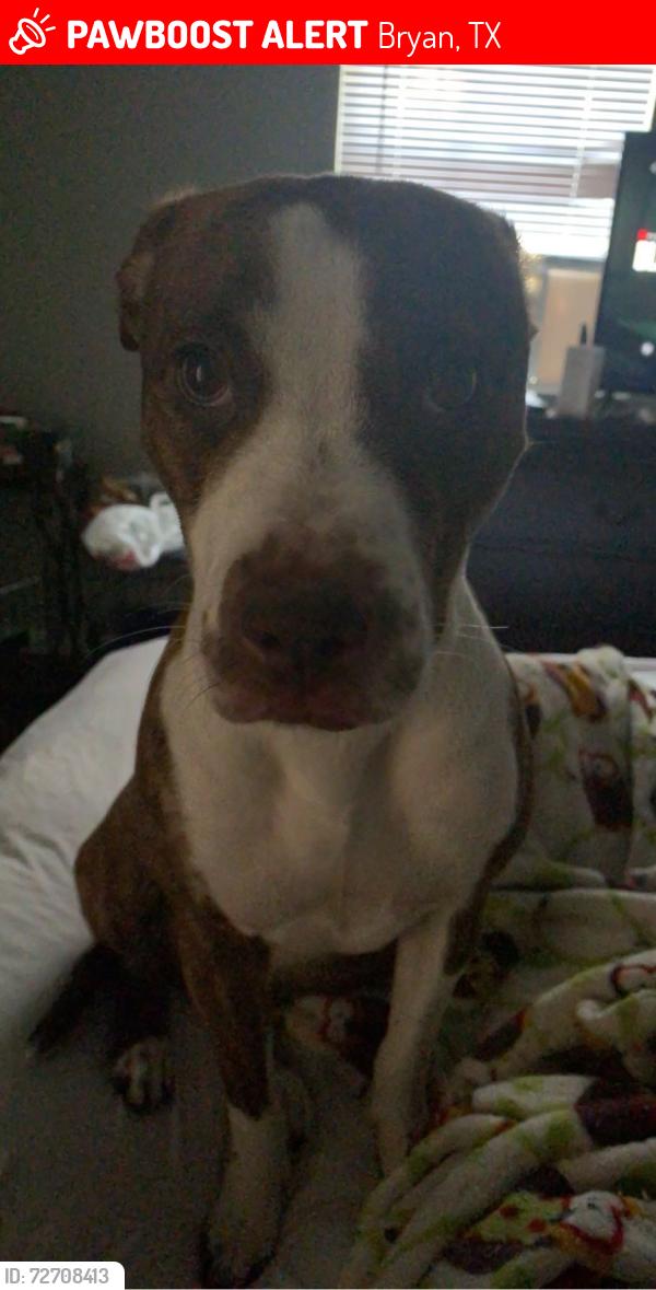 Lost Female Dog last seen martin luther king , Bryan, TX 77803