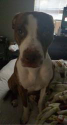 Lost Female Dog last seen martin luther king , Bryan, TX 77803
