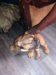 Lost Male Dog last seen Tidwell , Houston, TX 77078