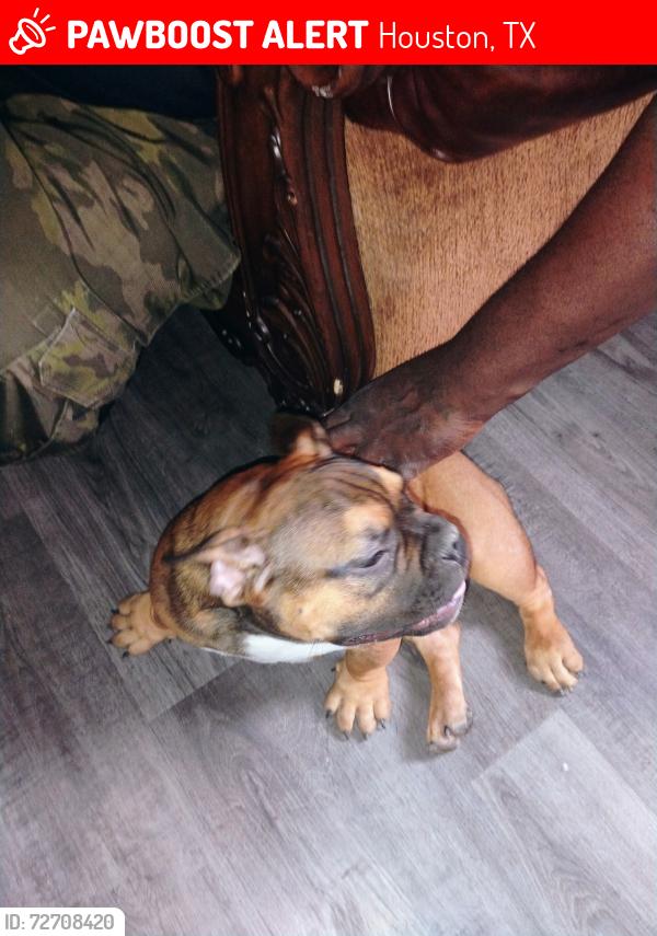 Lost Male Dog last seen Tidwell , Houston, TX 77078