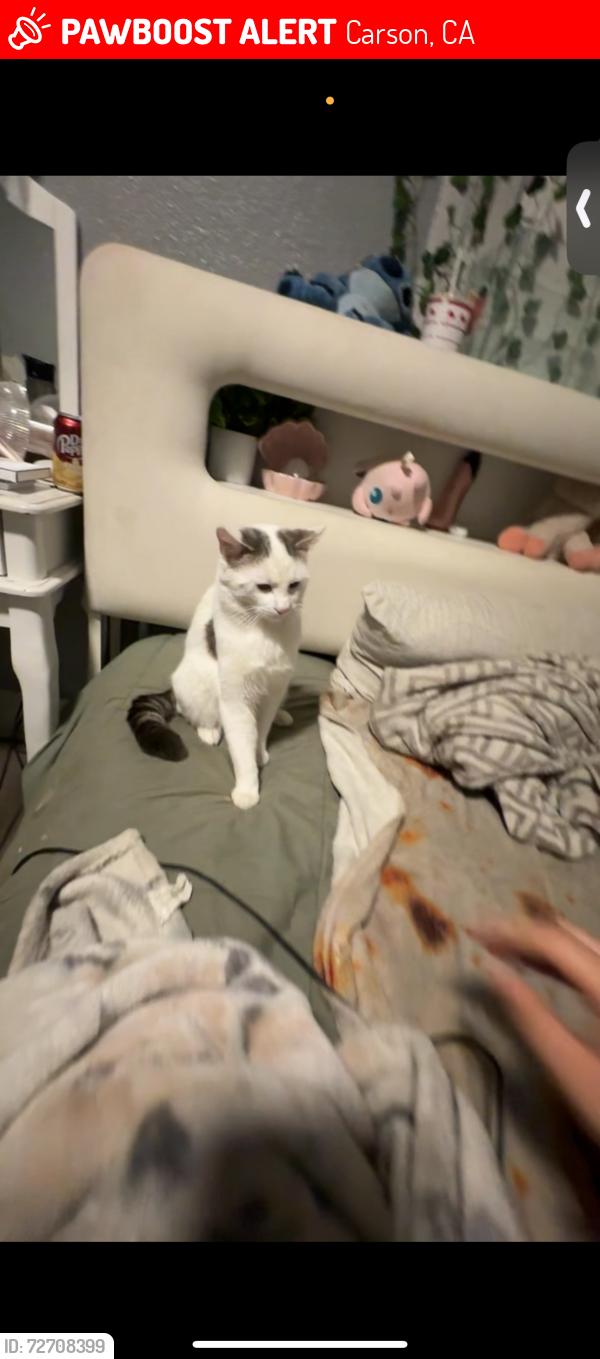 Lost Male Cat last seen Mchelen st in Lincoln village, Carson, CA 90810