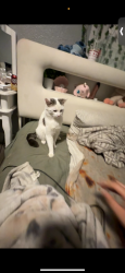 Lost Male Cat last seen Mchelen st in Lincoln village, Carson, CA 90810