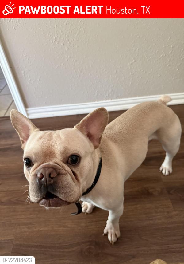 Lost Male Dog last seen South braeswood , Houston, TX 77096