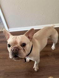 Lost Male Dog last seen South braeswood , Houston, TX 77096