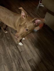 Found/Stray Female Dog last seen In the Elise apmts complex , Dallas, TX 75228