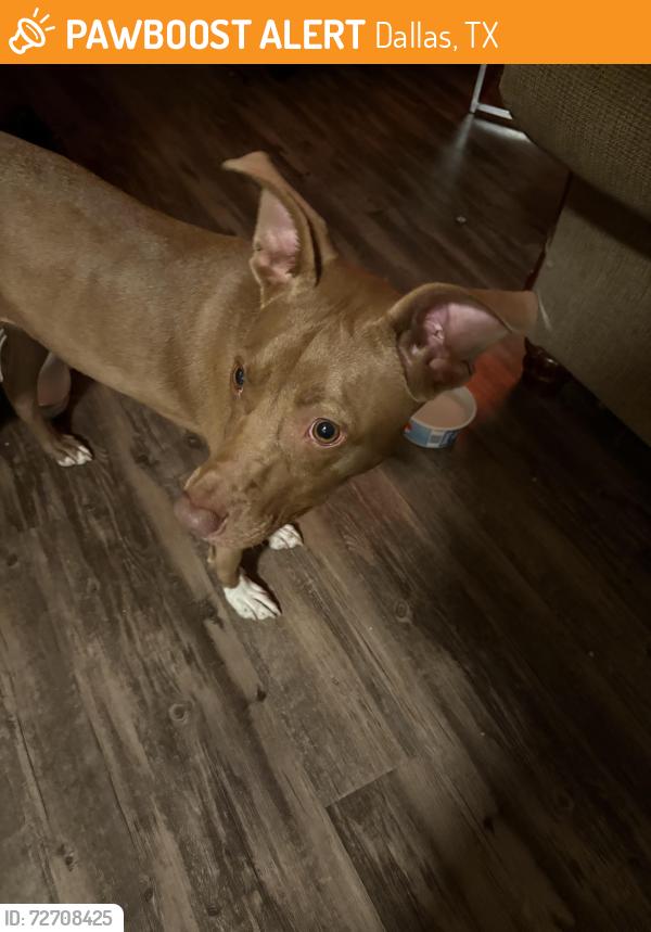 Found/Stray Female Dog last seen In the Elise apmts complex , Dallas, TX 75228