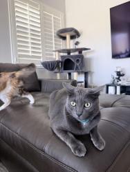 Lost Male Cat last seen Buena Vista Dr. by the plant nursery , Vista, CA 92081