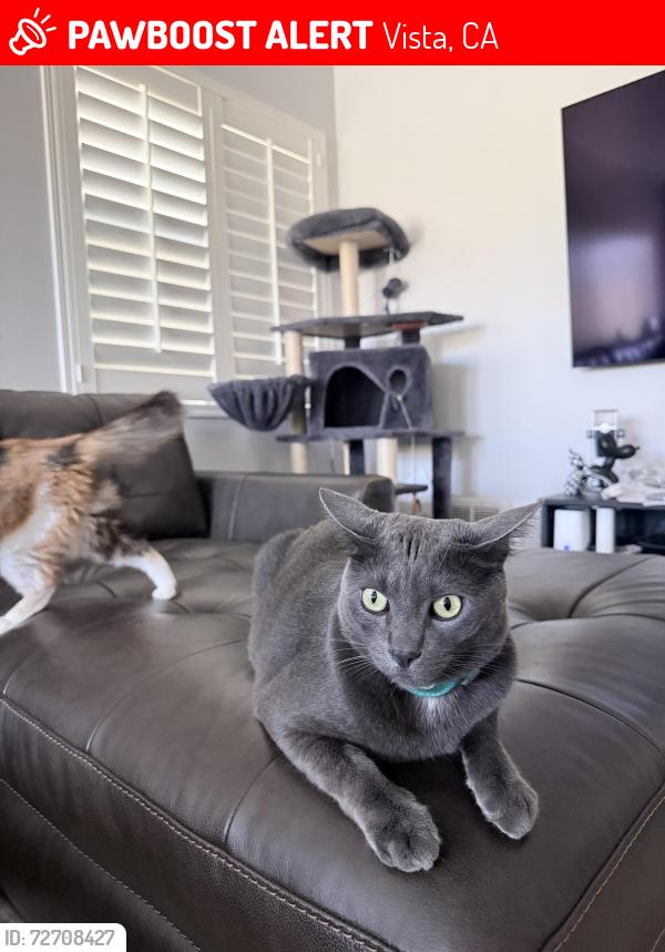 Lost Male Cat last seen Buena Vista Dr. by the plant nursery , Vista, CA 92081