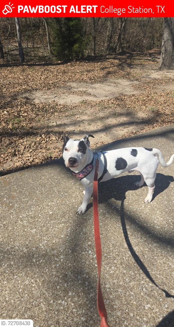 Lost Male Dog last seen Valley view dr, College Station, TX 77840
