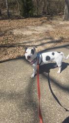 Lost Male Dog last seen Valley view dr, College Station, TX 77840