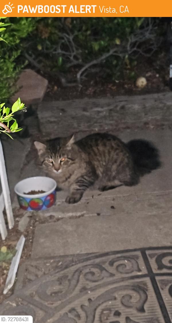 Found/Stray Unknown Cat last seen Vista way/palomar place, Vista, CA 92084