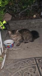 Found/Stray Unknown Cat last seen Vista way/palomar place, Vista, CA 92084