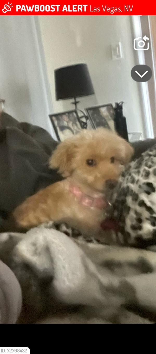 Lost Female Dog last seen Hampton Apt complex , Las Vegas, NV 89121