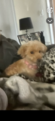 Lost Female Dog last seen Hampton Apt complex , Las Vegas, NV 89121