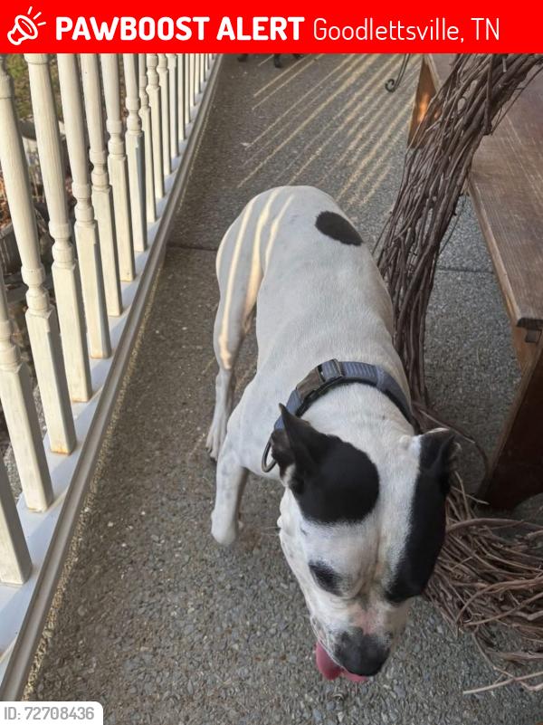 Lost Male Dog last seen Greer Rd and Dividing ridge rd goodlettsville TN , Goodlettsville, TN 37072