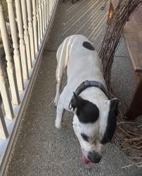 Lost Male Dog last seen Greer Rd and Dividing ridge rd goodlettsville TN , Goodlettsville, TN 37072