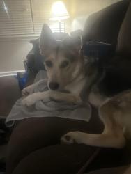 Found/Stray Female Dog last seen Near East 104th Ave., Thornton, CO 80233