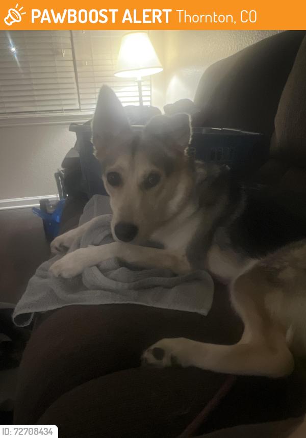 Found/Stray Female Dog last seen Near East 104th Ave., Thornton, CO 80233