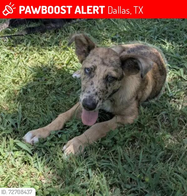 Lost Male Dog last seen Hobson and Arizona , Dallas, TX 75216