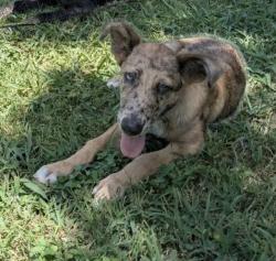 Lost Male Dog last seen Hobson and Arizona , Dallas, TX 75216