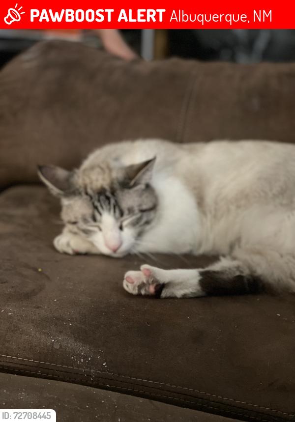Lost Male Cat last seen Wyoming and Candelaria , Albuquerque, NM 87111