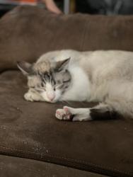 Lost Male Cat last seen Wyoming and Candelaria , Albuquerque, NM 87111